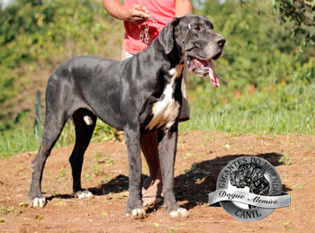 Dogue Alemão fêmea arlequim Canil Gigantes da Pedreira - Loja de