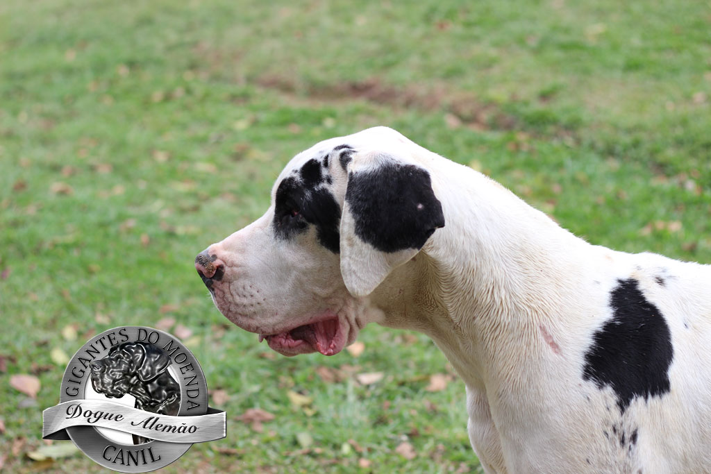 Canil Gigantes do Moenda Dogue Alemão