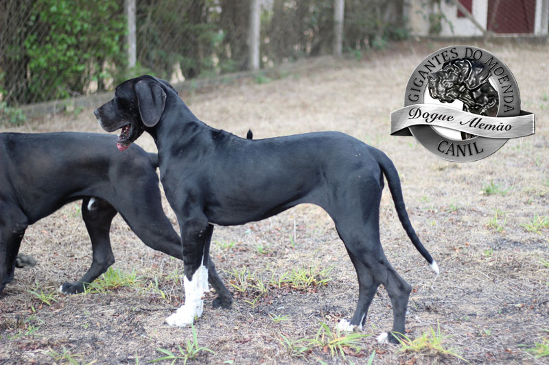 Canil Gigantes do Moenda Dogue Alemão