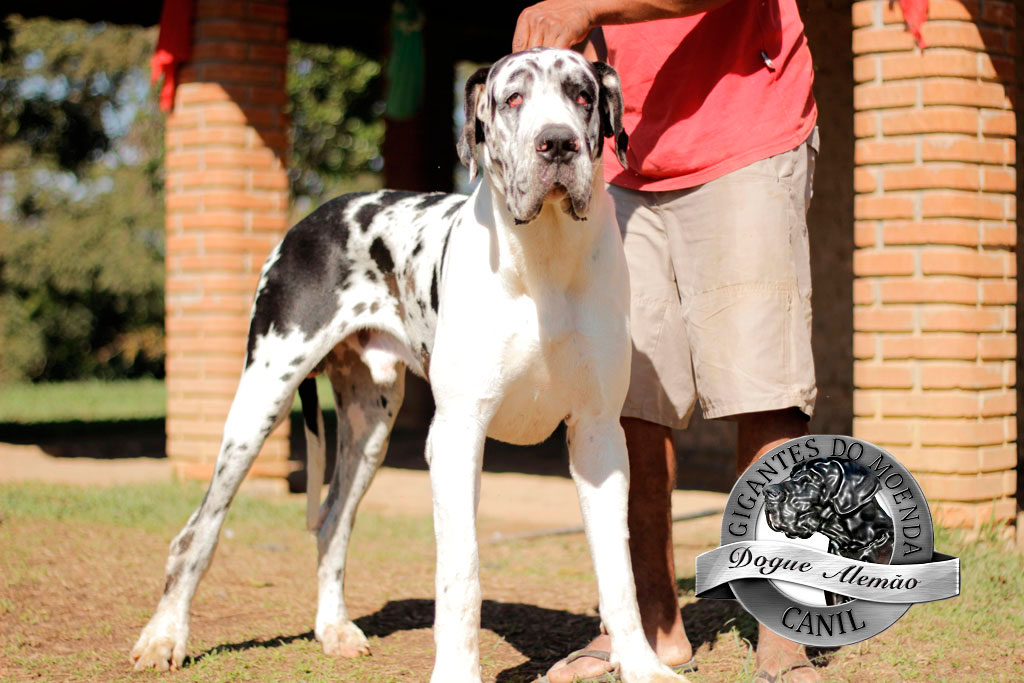 Canil Gigantes do Moenda Dogue Alemão