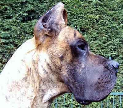 black mask of a brindle great dane