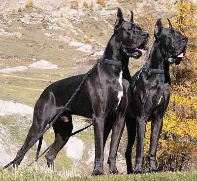 black great dane