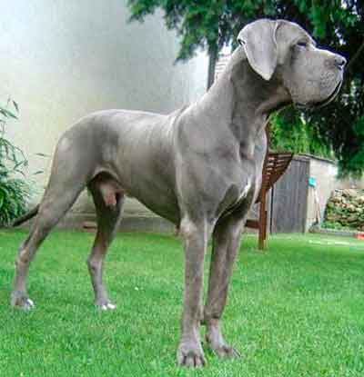 blue great dane