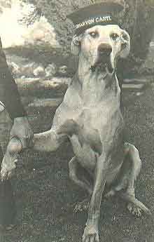 Marinha Real Great Dane