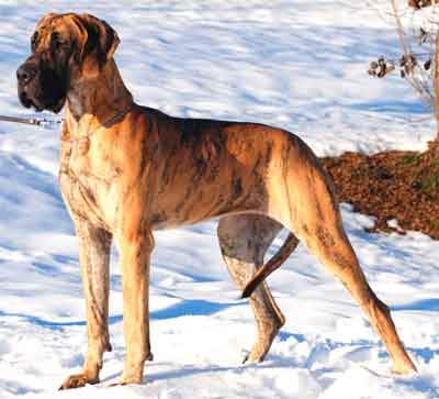 brindle great dane