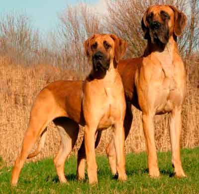 fawn great dane