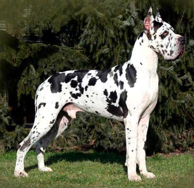 harlequin great dane