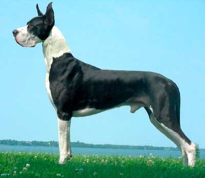 black great dane called mantel