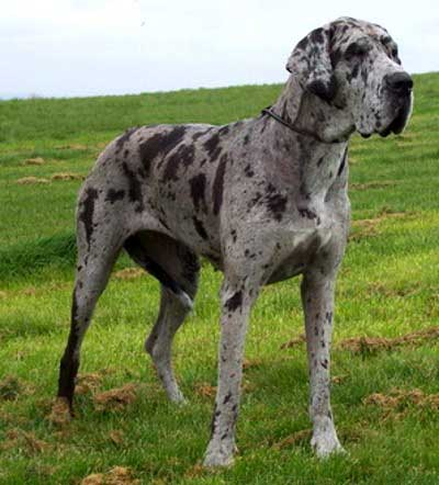 merle great dane