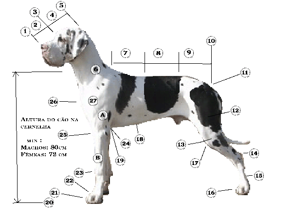 Padrao da Raça Dogue Alemão