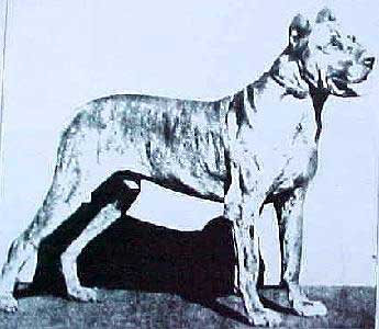 Campeão alemão Great Dane 1882